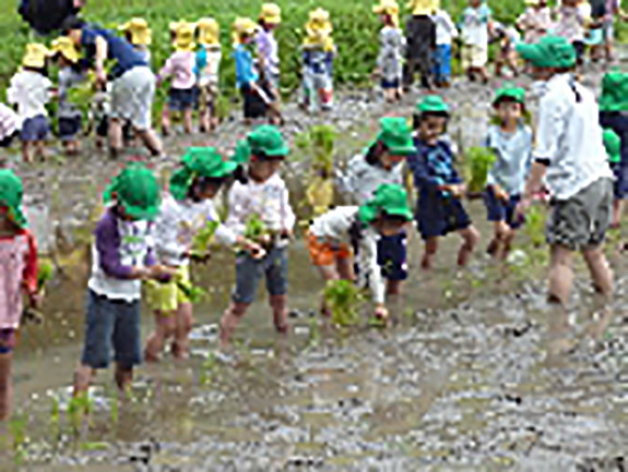 6月25日に田植えを行いました